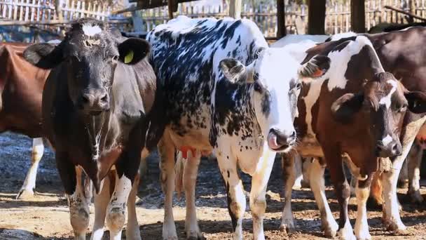 Mjölkko på landsbygden gård i Thailand — Stockvideo
