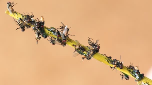 Fly Stick на липкій пастці — стокове відео