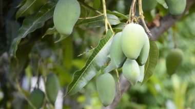 Ham Mango grup ağaç üzerinde