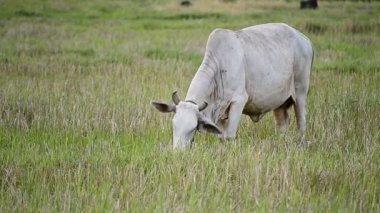 İnekler Tayland kırsal yeşil alanda