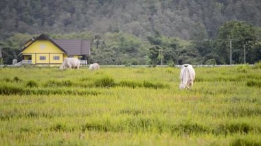 İnekler Tayland kırsal yeşil alanda