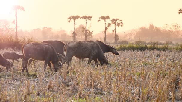 Buffalo Flock Walking In Countryside Field Of Thailand — Stock Video