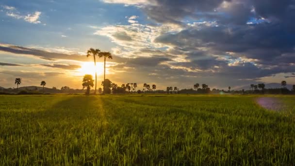 4K Time Lapse Hermosa puesta de sol en la granja de arroz y nubes de colores moviéndose en el cielo (zoom en ) — Vídeos de Stock