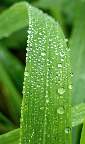 Single blade of grass with numerous water droplets and shallow depth of field background