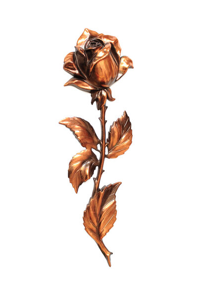 rose on white background