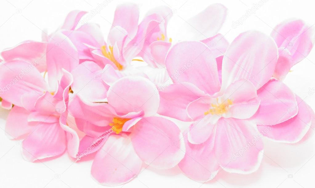 pink flower orchid