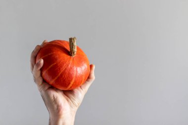 Gri arka planda erkek elinde küçük turuncu balkabağı.