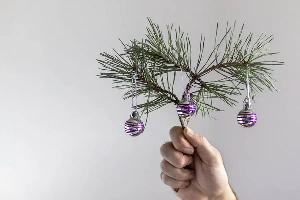 Malá Borovice Větev Vánoční Stromeček Dekorace Mužské Ruce Šedém Pozadí — Stock fotografie