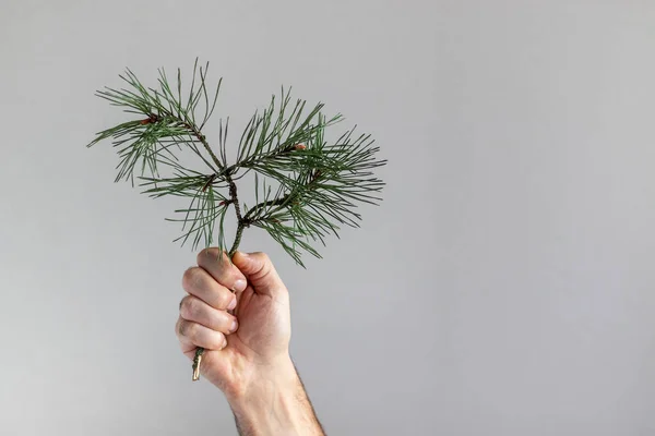 Small Pine Branch Male Hand Gray Background — Stock Photo, Image