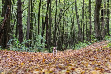 Orman yolunda küçük bir köpeğin portresi..