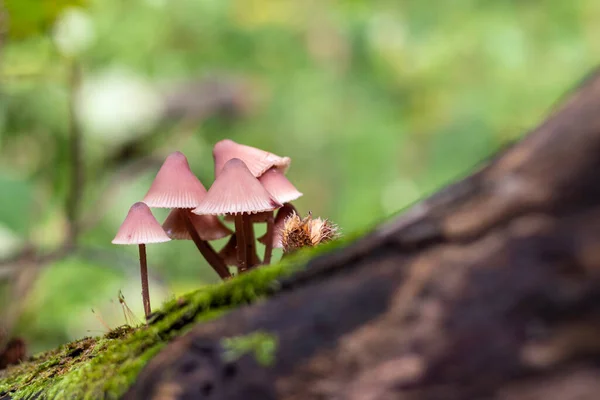 Petits Champignons Fragiles Dans Forêt Automne — Photo