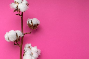 Pembe arka planda pamuk dalı. Kopyalama alanı ile.