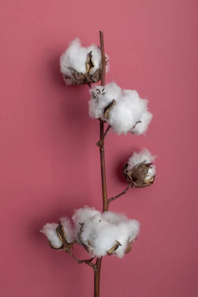 Cotton branch on a red background.