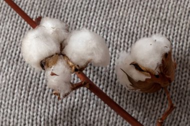 Gri bir kumaşın üzerinde pamuk dalı. Kapat..