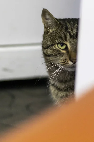 Gray Tabby Kat Zit Aan Deur Bij Ingang Van Het — Stockfoto