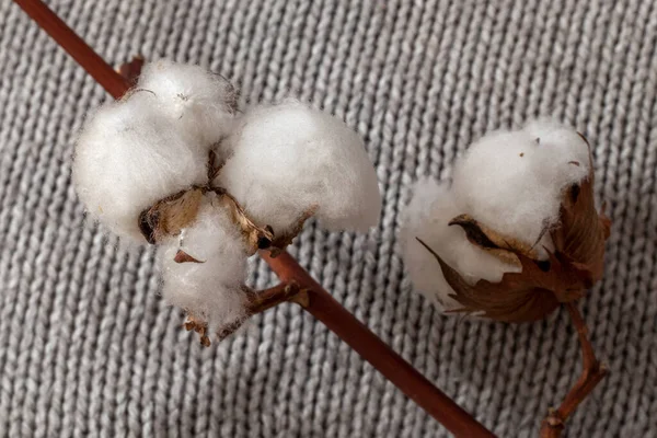 Gri bir kumaşın üzerinde pamuk dalı. Kapat..