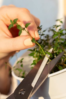 Kadın makasla kesiyor. Taze timüs filizi. Thymus, balkon duvarında asılı bir tencerede büyüyor. Doğal ışık. Yumuşak seçici odak.