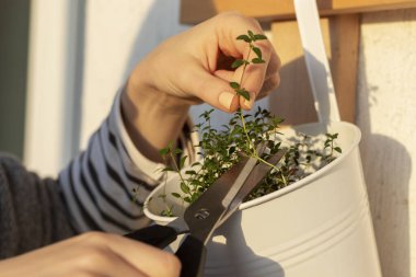 Kadın makasla kesiyor. Taze timüs filizi. Thymus, balkon duvarında asılı bir tencerede büyüyor. Doğal ışık. Yumuşak seçici odak.