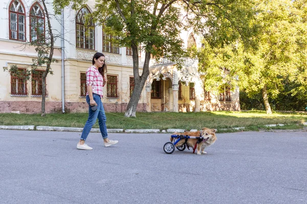 Young woman walking a dog in a wheelchair.