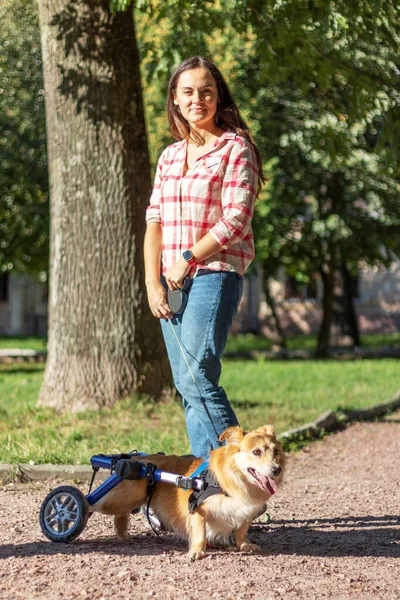 Young woman walking a dog in a wheelchair.