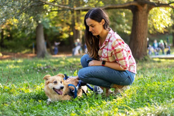 Young woman with a dog in a wheelchair in park.