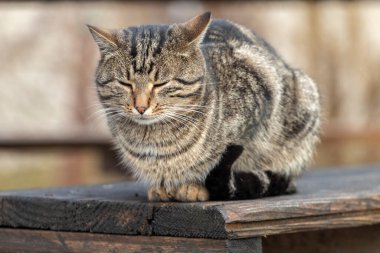 Sokak kedisinin portresi. Kapalı gözlü tekir kedi parktaki tahta bankta uyur..