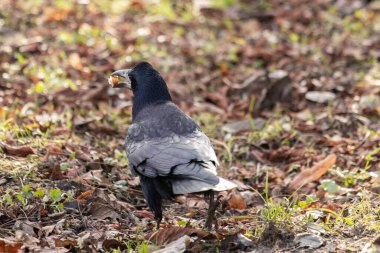 Siyah karga gagasında bir parça ekmek tutuyor..