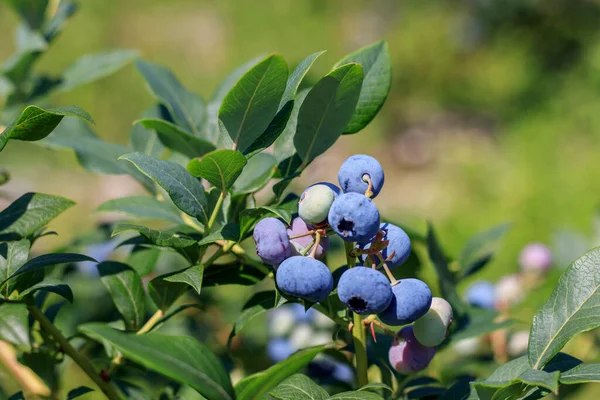 一丛丛新鲜成熟的蓝莓在灌木丛中 自然日光 — 图库照片