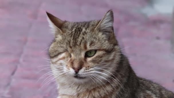 Close Portrait Cat Disability Has Lost One Eye — Stock Video