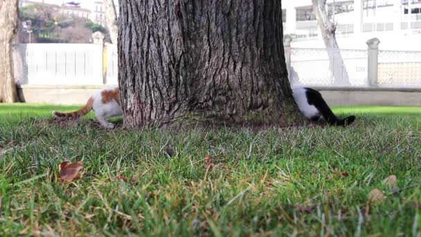 Dwa Zabawne Zabłąkane Koty Mieszkające Stambule — Wideo stockowe