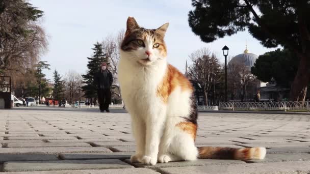 Istanbul Turkey January 2021 View Hagia Sophia Mosque Cat Sits — Stock Video