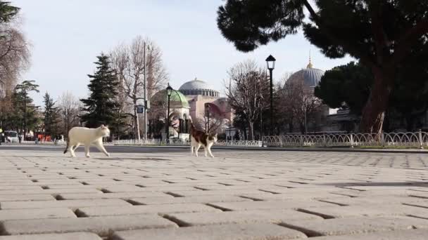 Grupa Zabawnych Zabłąkanych Kotów Mieszkających Stambule Spacerujących Pobliżu Hagia Sophia — Wideo stockowe