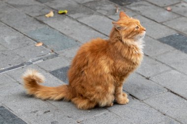 Kırmızı bir sokak kedisinin portresi. İstiklal Caddesi, İstanbul, Türkiye.