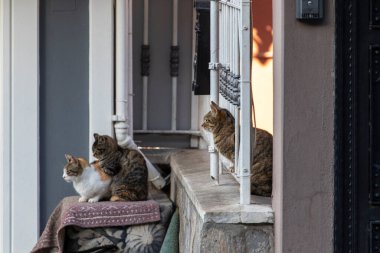 Bir evin yakınında bir grup sokak kedisi. Fotoğraf Uskudar 'da. İstanbul, Türkiye.