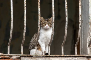 Bir sokak kedisi parmaklıkların arkasındaki pencere eşiğinde oturuyor. İstanbul, Türkiye.