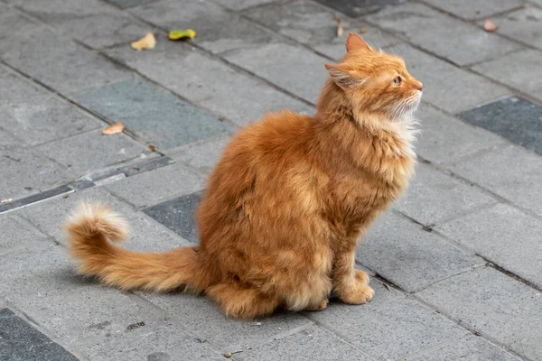 Retrato Gato Callejero Rojo Istiklal Avenue Estambul Turquía — Foto de Stock