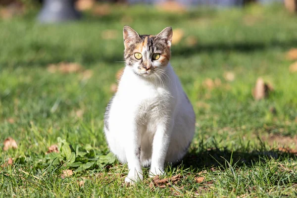 Portrait Stray Pregnant Cat Park Istanbul Turkey — Stock Photo, Image