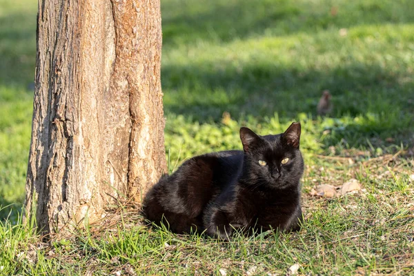 Portrait Stray Black Cat Lying Tree Photo Close Uskudar Istanbul — Stock Photo, Image