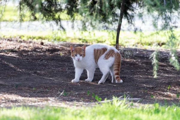 Kitten Hiding Heat Shade Tree Istanbul Turkey — Stock Photo, Image