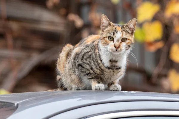 Bir sokak kedisi arabanın çatısında oturuyor. İstanbul, Türkiye.