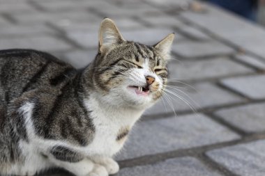 Yüzü buruşuk sokak kedisinin portresi. İstanbul, Türkiye.