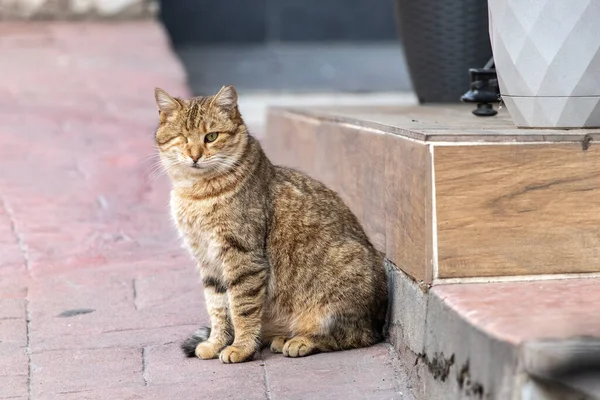 Retrato Gato Con Discapacidad Que Perdido Ojo — Foto de Stock