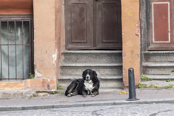 Stray Dog Lying Sidewalk Istanbul Turkey — Stock Photo, Image