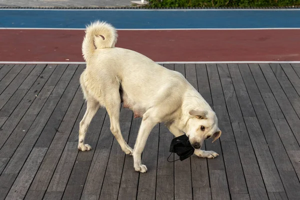 Ein Streunender Hund Nahm Eine Gebrauchte Gesichtsmaske Auf — Stockfoto