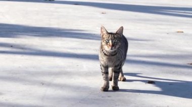 Evsiz kedi portresi. Sokak kedisi tekir kedisi. İstanbul, Türkiye.