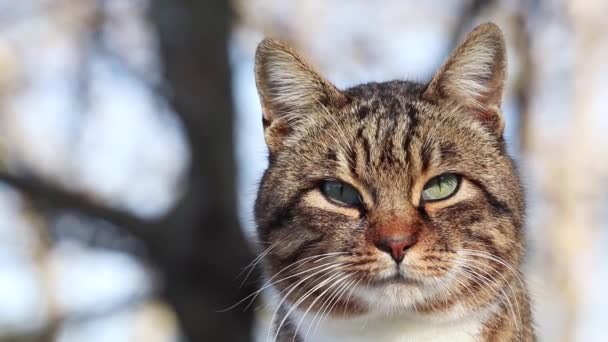 Retrato Close Gato Sem Teto Tabby Gato Vadio Parque Istambul — Vídeo de Stock