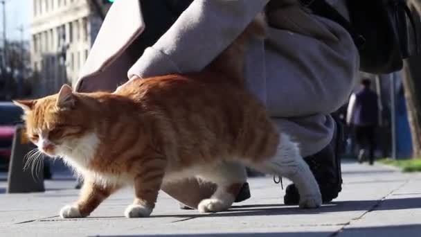 Una Mujer Acaricia Gato Callejero Rojo Primer Plano Estambul Turquía — Vídeos de Stock