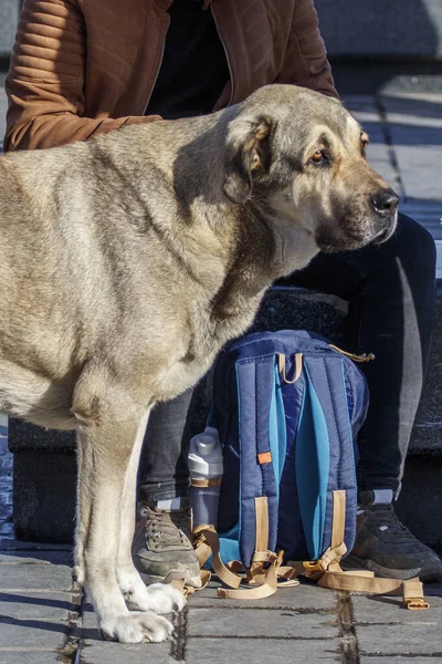 Porträt Eines Streunenden Hundes Trauriger Obdachloser Hund Näherte Sich Einem — Stockfoto