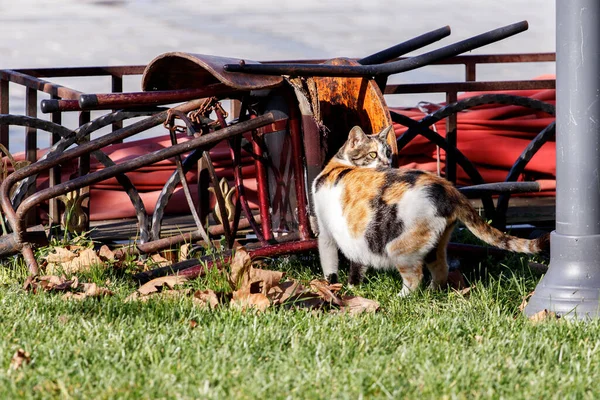 Stray Pregnant Cat Park Looking Hiding Place Istanbul Turkey — Stock Photo, Image