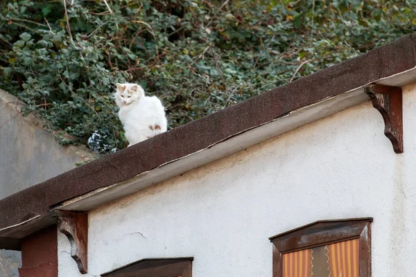 Herrelös Katt Som Sitter Taket Till Huset Istanbul Turkiet — Stockfoto